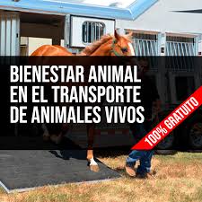 Promoviendo el Bienestar Animal en el Transporte: Un Compromiso Compartido