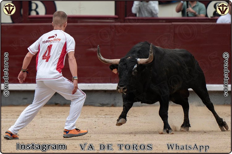 La Importancia de los Trofeos de Toros en la Tauromaquia