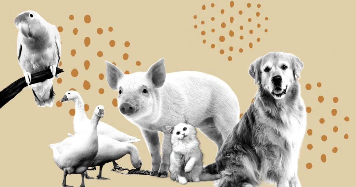 Guía para el Bienestar Animal en la Industria en Formato PDF